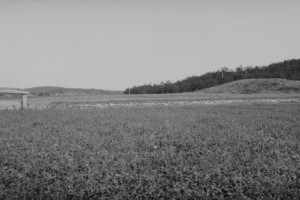 Bilde av Gokstadhaugen restaureres